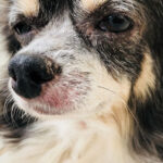 犬がアレルギーを引き起こす原因とは？〜薬について〜